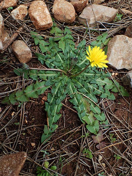 Taraxacum hellenicum \ Griechischer Lwenzahn, Rhodos Akramitis 21.3.2023