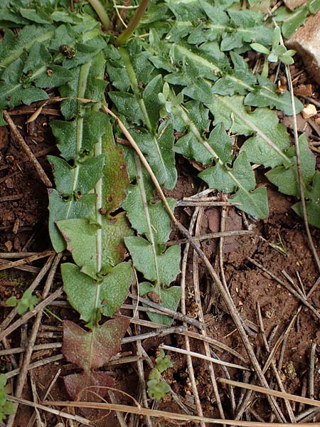 Taraxacum hellenicum \ Griechischer Lwenzahn, Rhodos Akramitis 21.3.2023