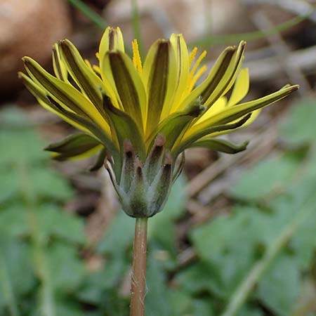 Taraxacum hellenicum \ Griechischer Lwenzahn, Rhodos Akramitis 21.3.2023