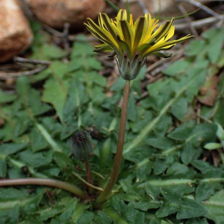 Taraxacum hellenicum \ Griechischer Lwenzahn, Rhodos Akramitis 21.3.2023