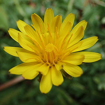 Taraxacum hellenicum \ Griechischer Lwenzahn, Rhodos Akramitis 21.3.2023