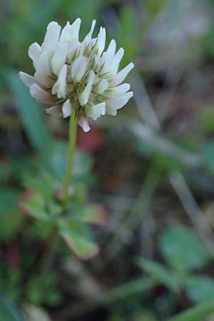 Trifolium petrisavii ? \ Savis Klee, Rhodos Lindos 20.3.2023