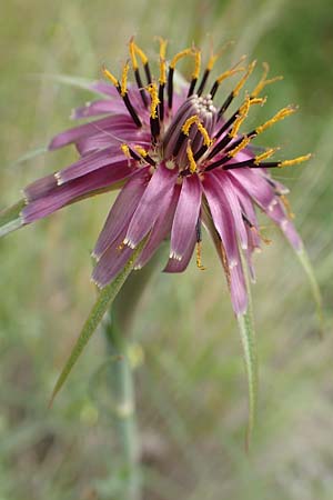 Tragopogon porrifolius subsp. eriospermus / Wooly-Seeded Salsify, Rhodos Vati 5.4.2019