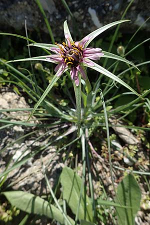 Tragopogon coelesyriacus \ Langschnbeliger Bocksbart / Long-Beaked Salsify, Rhodos Apolakkia 25.3.2023