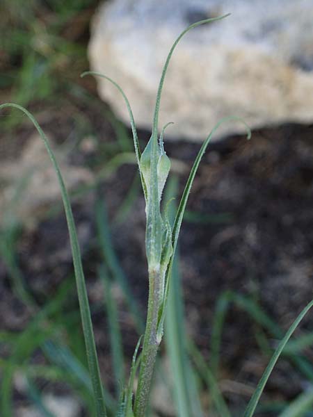 Tragopogon coelesyriacus \ Langschnbeliger Bocksbart / Long-Beaked Salsify, Rhodos Lindos 20.3.2023