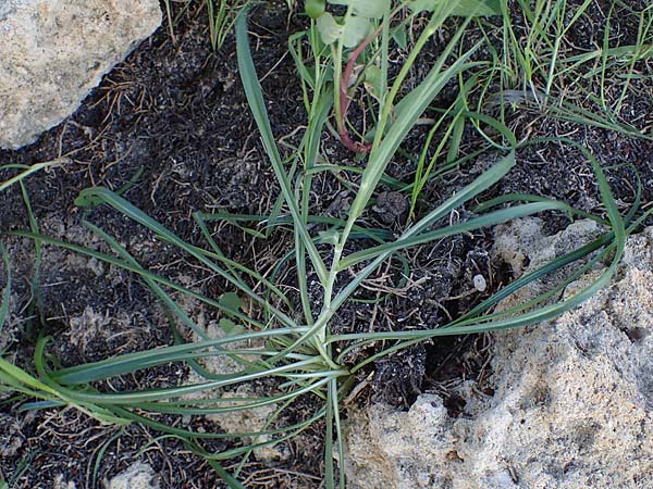 Tragopogon coelesyriacus \ Langschnbeliger Bocksbart / Long-Beaked Salsify, Rhodos Lindos 20.3.2023