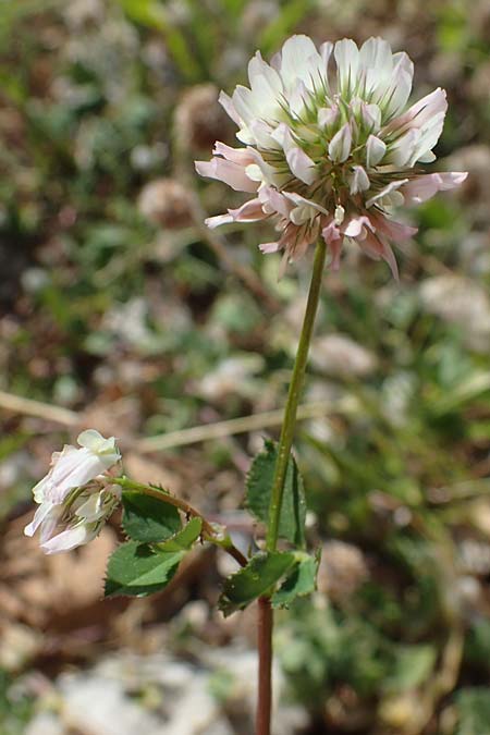 Trifolium petrisavii \ Savis Klee, Rhodos Feraklos Castle 26.3.2023