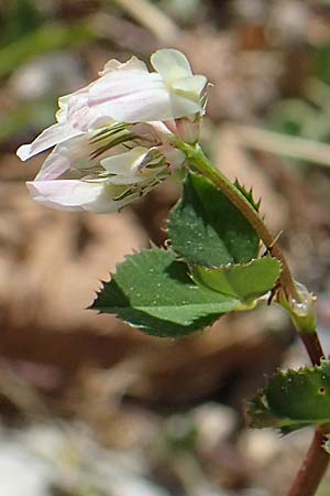 Trifolium petrisavii \ Savis Klee, Rhodos Feraklos Castle 26.3.2023