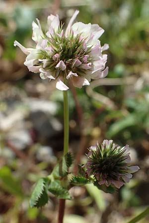 Trifolium petrisavii \ Savis Klee, Rhodos Feraklos Castle 26.3.2023
