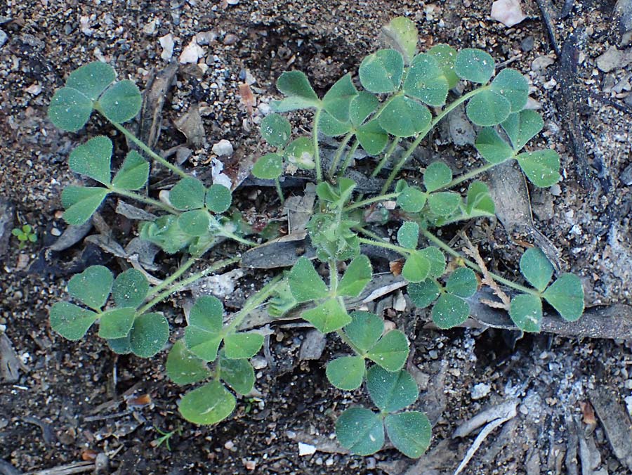 Trifolium suffocatum ? \ Schm�chtiger Klee / Suffocated Clover, Rhodos/Rhodes Moni Kamiri 19.3.2023
