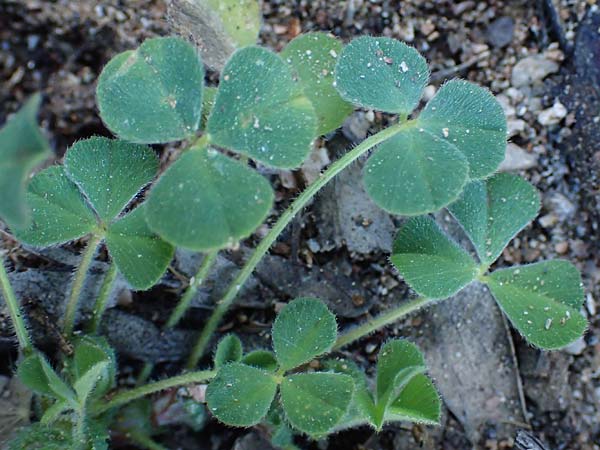 Trifolium suffocatum ? \ Schm�chtiger Klee / Suffocated Clover, Rhodos/Rhodes Moni Kamiri 19.3.2023