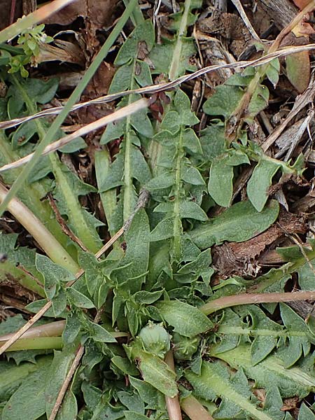 Taraxacum megalorhizon \ Dickwurzeliger L�wenzahn / Thick-Rooted Dandelion, Rhodos/Rhodes Akramitis 21.3.2023