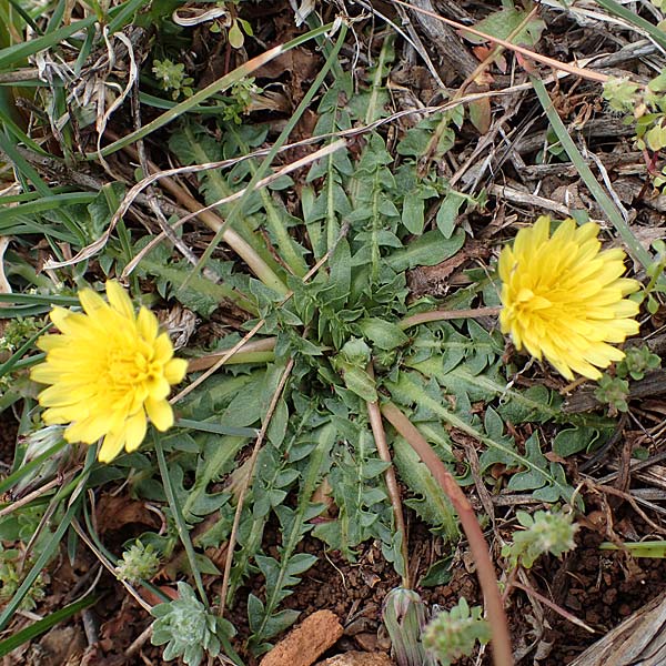 Taraxacum megalorhizon \ Dickwurzeliger L�wenzahn / Thick-Rooted Dandelion, Rhodos/Rhodes Akramitis 21.3.2023