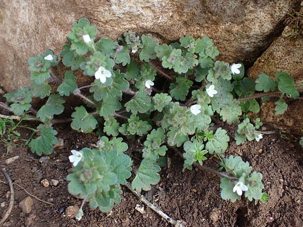 Veronica trichadena \ Drsenhaariger Ehrenpreis / Pale Speedwell, Rhodos Attaviros 23.3.2023
