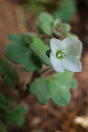 Veronica trichadena \ Drsenhaariger Ehrenpreis / Pale Speedwell, Rhodos Attaviros 23.3.2023