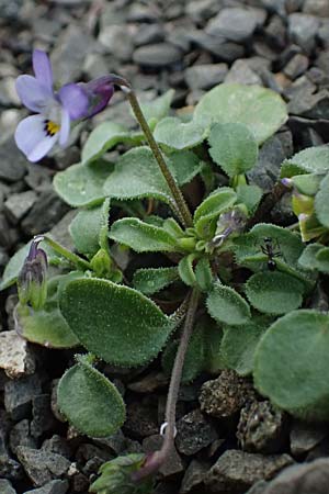 Viola heldreichiana, Heldreichs Veilchen