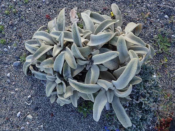 Verbascum syriacum \ Syrische Knigskerze / Syrian Mullein, Rhodos Haraki 15.3.2023