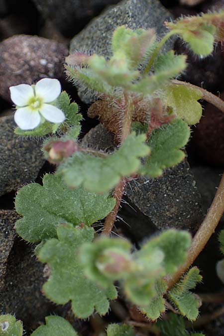 Veronica trichadena \ Drsenhaariger Ehrenpreis / Pale Speedwell, Rhodos Moni Artamiti 16.3.2023