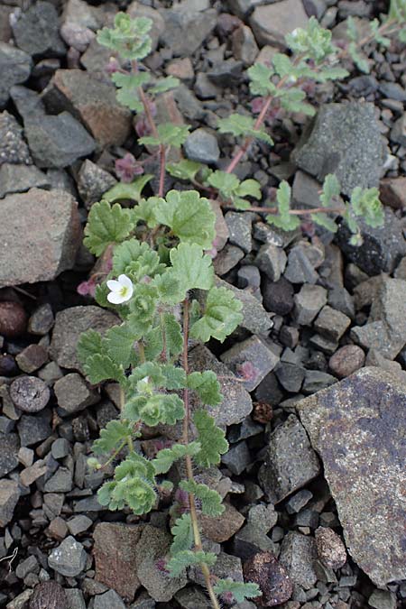 Veronica trichadena \ Drsenhaariger Ehrenpreis / Pale Speedwell, Rhodos Moni Artamiti 16.3.2023