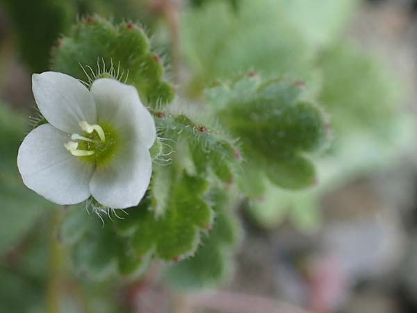 Veronica trichadena \ Drsenhaariger Ehrenpreis / Pale Speedwell, Rhodos Moni Artamiti 16.3.2023