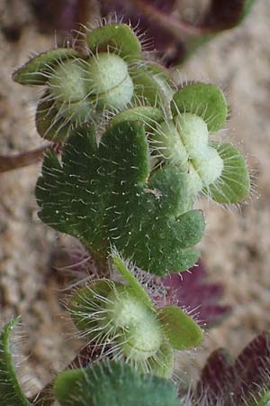 Veronica trichadena \ Drsenhaariger Ehrenpreis / Pale Speedwell, Rhodos Lindos 20.3.2023