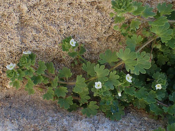 Veronica trichadena \ Drsenhaariger Ehrenpreis / Pale Speedwell, Rhodos Lindos 20.3.2023