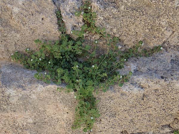 Veronica trichadena \ Drsenhaariger Ehrenpreis / Pale Speedwell, Rhodos Lindos 20.3.2023