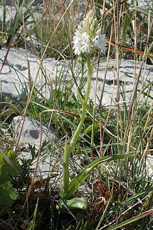 Anacamptis pyramidalis subsp. brachystachys \ Kurzährige Pyramidenorchis / Pyramidal Orchid, Rhodos,  Lindos 25.3.2023 