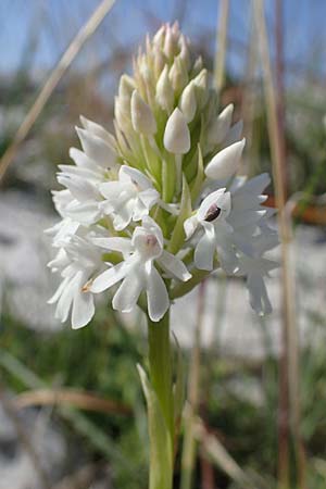 Anacamptis pyramidalis subsp. brachystachys \ Kurzährige Pyramidenorchis / Pyramidal Orchid, Rhodos,  Lindos 25.3.2023 