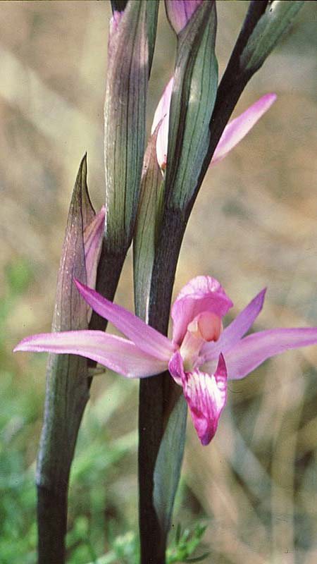 Limodorum abortivum var. rubrum / Violet Limodore, Rhodos,  Laerma - Apollona 21.4.2008 (Photo: Jan & Liesbeth Essink)