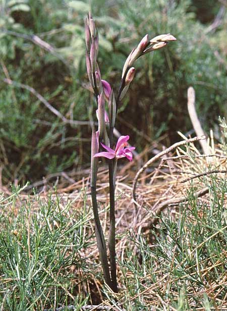 Limodorum abortivum var. rubrum / Violet Limodore, Rhodos,  Laerma - Apollona 21.4.2008 (Photo: Jan & Liesbeth Essink)