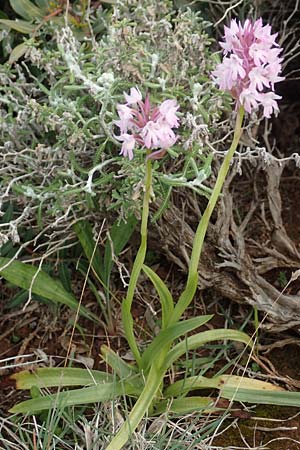 Anacamptis pyramidalis subsp. brachystachys \ Kurzährige Pyramidenorchis / Pyramidal Orchid, Rhodos,  Kallithea Terme 4.4.2019 