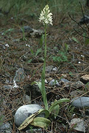 Anacamptis pyramidalis subsp. brachystachys \ Kurzährige Pyramidenorchis / Pyramidal Orchid, Rhodos,  Epta Piges 28.4.1987 