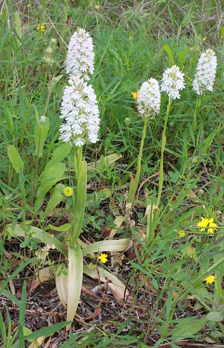 Anacamptis pyramidalis subsp. brachystachys \ Kurzährige Pyramidenorchis / Pyramidal Orchid, Rhodos,  Haraki 30.4.2009 (Photo: Jan & Liesbeth Essink)