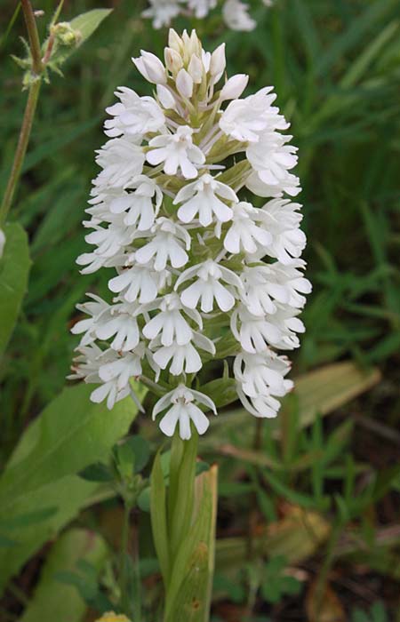 Anacamptis pyramidalis subsp. brachystachys \ Kurzährige Pyramidenorchis / Pyramidal Orchid, Rhodos,  Haraki 30.4.2009 (Photo: Jan & Liesbeth Essink)