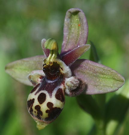 Ophrys bombyliflora x umbilicata, Rhodos,  Kattavia 4.4.2013 (Photo: Helmut Presser)