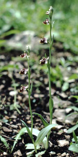 Ophrys candica \ Weißglanz-Ragwurz / Candia Bee Orchid, Rhodos,  Embona 2.5.1987 