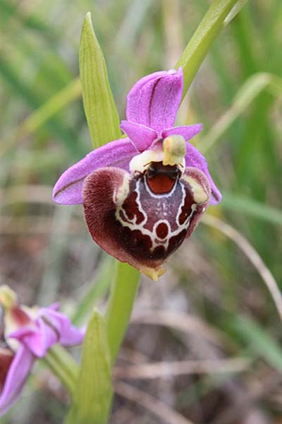 Ophrys colossaea \ Hummel-Ragwurz / Late Spider Orchid, Rhodos,  Haraki 14.4.2009 (Photo: Jan & Liesbeth Essink)