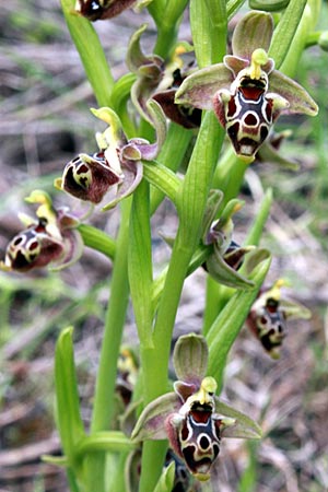 Ophrys colossaea x rhodia, Rhodos,  Haraki 25.4.2009 (Photo: Jan & Liesbeth Essink)