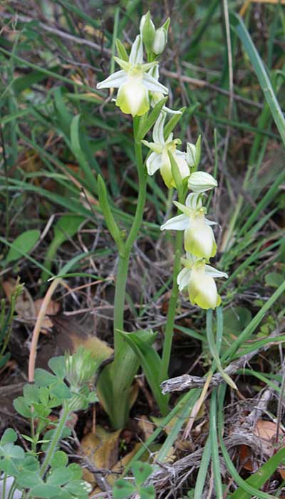 Ophrys ferrum-equinum farbvariante_color-variant \ Hufeisen-Ragwurz, Rhodos,  Agios Isidoros 6.4.2009 (Photo: Jan & Liesbeth Essink)