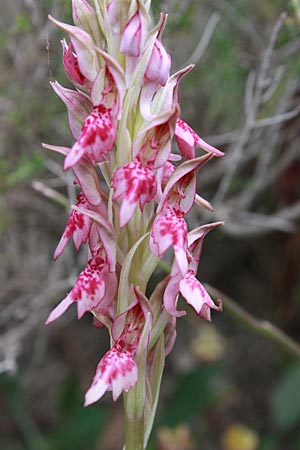 Anacamptis coriophora subsp. fragrans x sancta, Rhodos,  Skolonitis 2.5.2009 (Photo: Jan & Liesbeth Essink)