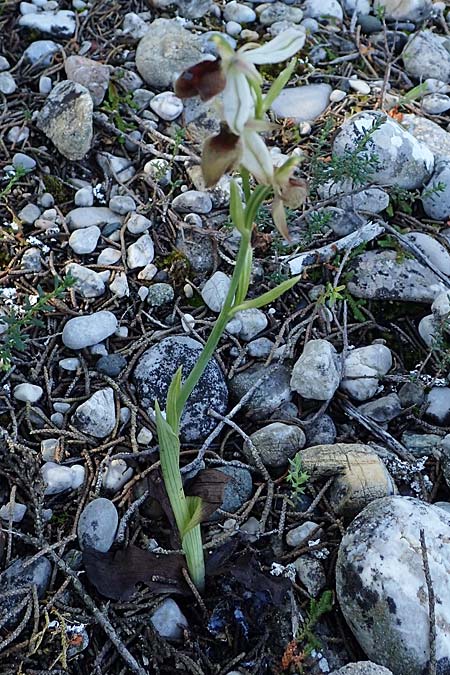 Ophrys ferrum-equinum x tenthredinifera subsp. villosa, Rhodos,  Kolymbia 18.3.2023 