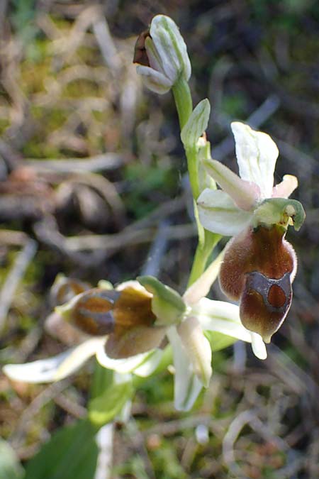 Ophrys ferrum-equinum x tenthredinifera subsp. villosa, Rhodos,  Kolymbia 18.3.2023 