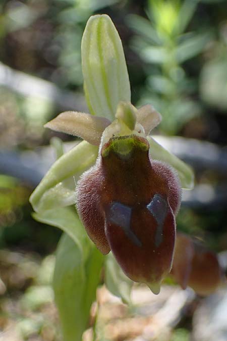 Ophrys ferrum-equinum x tenthredinifera subsp. villosa, Rhodos,  Kolymbia 18.3.2023 