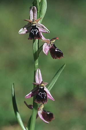 Ophrys ferrum-equinum x reinholdii, Rhodos,  Apollona 24.3.2005 