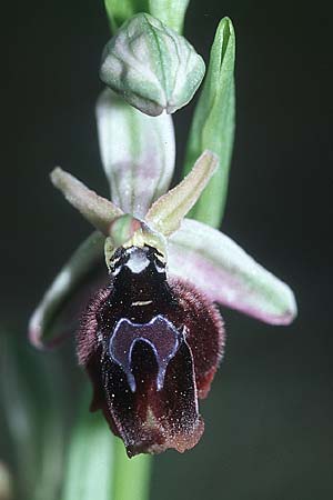 Ophrys ferrum-equinum x reinholdii, Rhodos,  Apollona 24.3.2005 