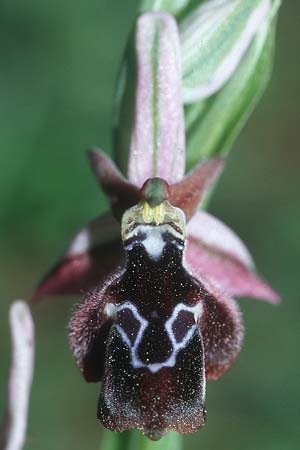 Ophrys ferrum-equinum x reinholdii, Rhodos,  Apollona 24.3.2005 