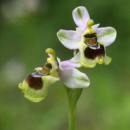 Ophrys korae \ Kore-Ragwurz / Kore Bee Orchid, Rhodos,  Kallithea Terme 25.3.2013 (Photo: Helmut Presser)
