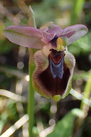 Ophrys tenthredinifera subsp. villosa / Eastern Sawfly Orchid, Rhodos,  Kolymbia 18.3.2023 