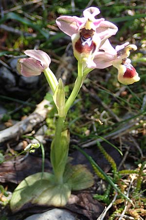 Ophrys tenthredinifera subsp. villosa / Eastern Sawfly Orchid, Rhodos,  Kolymbia 18.3.2023 